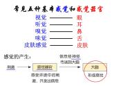 浙教版七年级下册科学 2.1感觉世界 课件