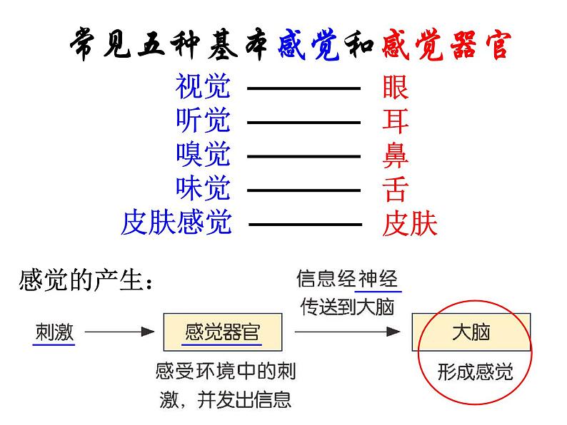 浙教版七年级下册科学 2.1感觉世界 课件03