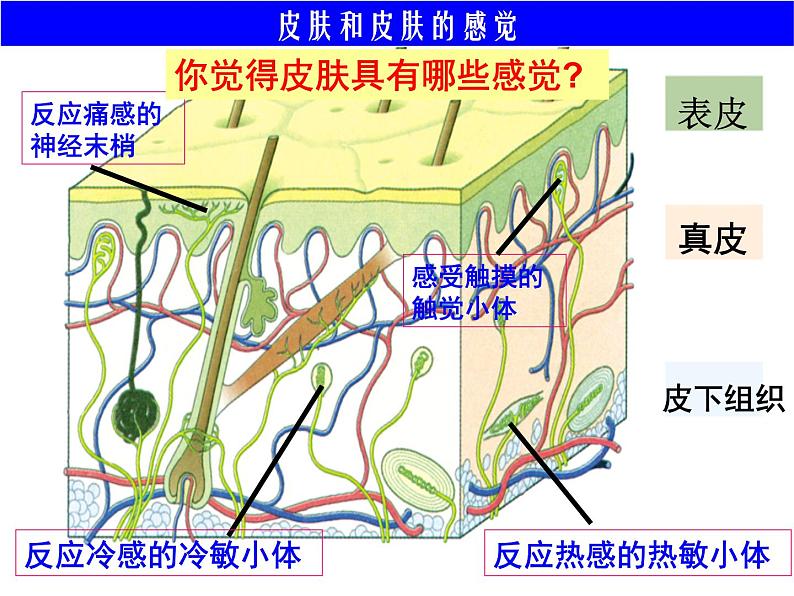 浙教版七年级下册科学 2.1感觉世界 课件05