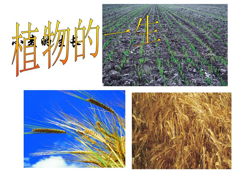 浙教版七年级下册科学 1.4植物的一生 课件第2页