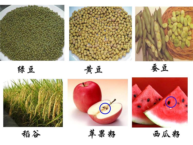 浙教版七年级下册科学 1.4植物的一生 课件第3页