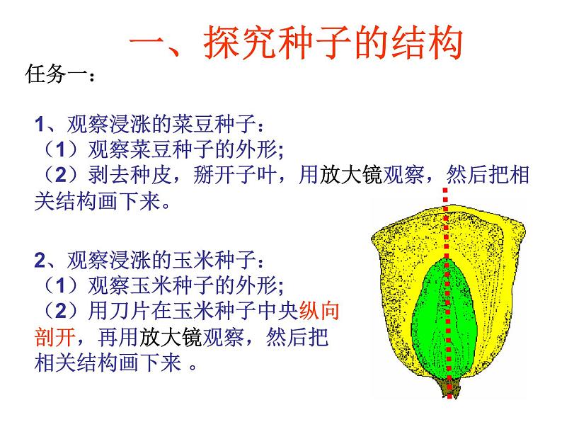 浙教版七年级下册科学 1.4植物的一生 课件第4页