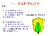 浙教版七年级下册科学 1.4植物的一生 课件