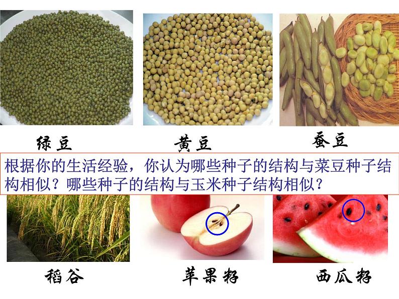 浙教版七年级下册科学 1.4植物的一生 课件第6页