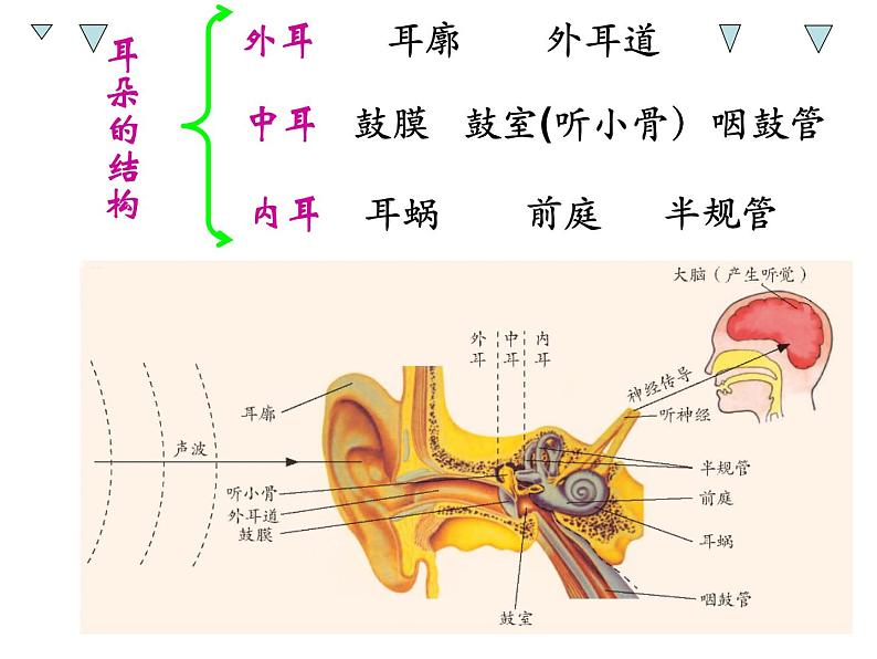 浙教版七年级下册科学 2.3耳和听觉 课件03