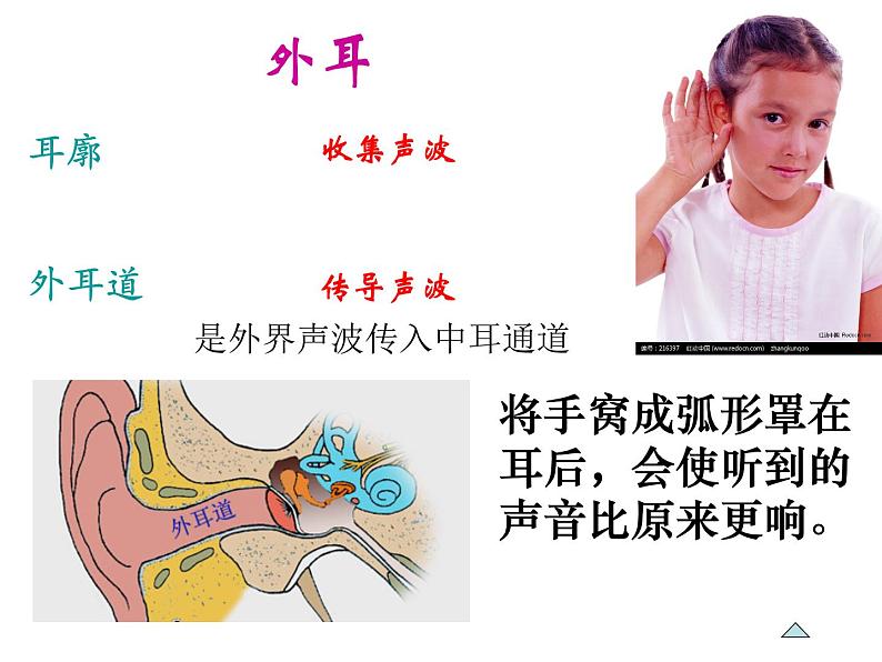 浙教版七年级下册科学 2.3耳和听觉 课件04