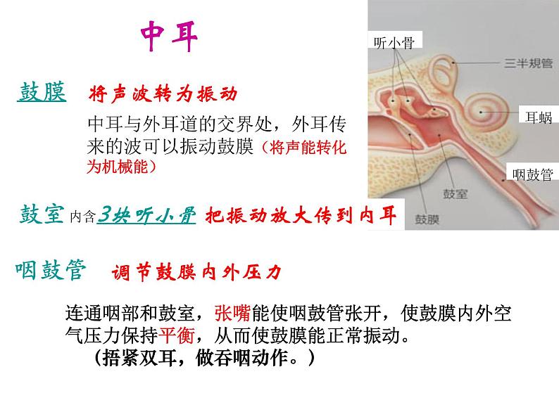 浙教版七年级下册科学 2.3耳和听觉 课件05