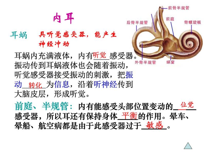 浙教版七年级下册科学 2.3耳和听觉 课件07