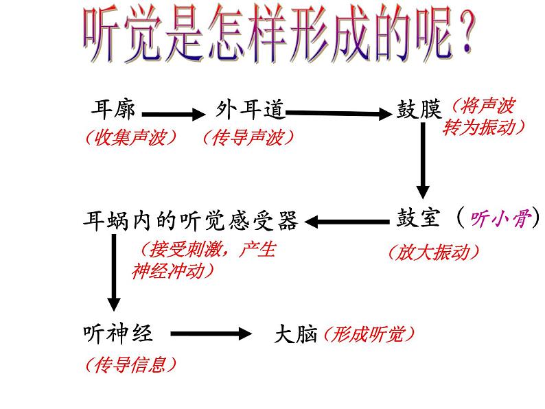 浙教版七年级下册科学 2.3耳和听觉 课件08