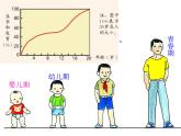 浙教版七年级下册科学 1.2走向成熟 课件