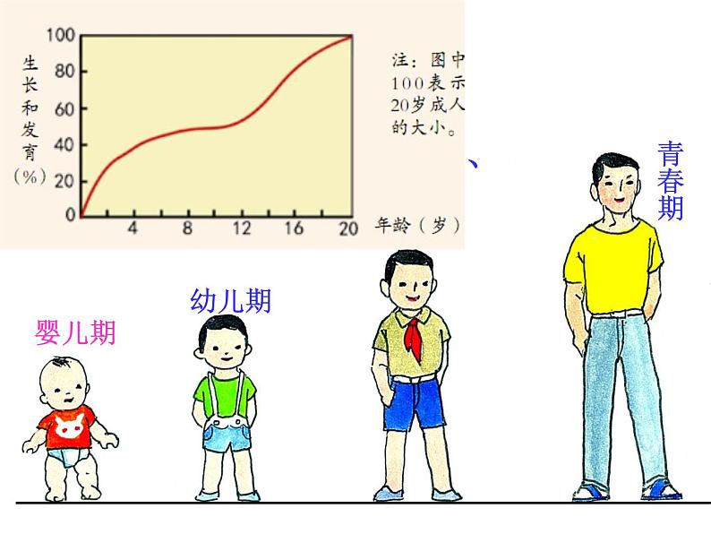 浙教版七年级下册科学 1.2走向成熟 课件第3页