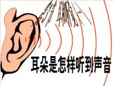 浙教版七年级下册科学 2.3耳和听觉 课件