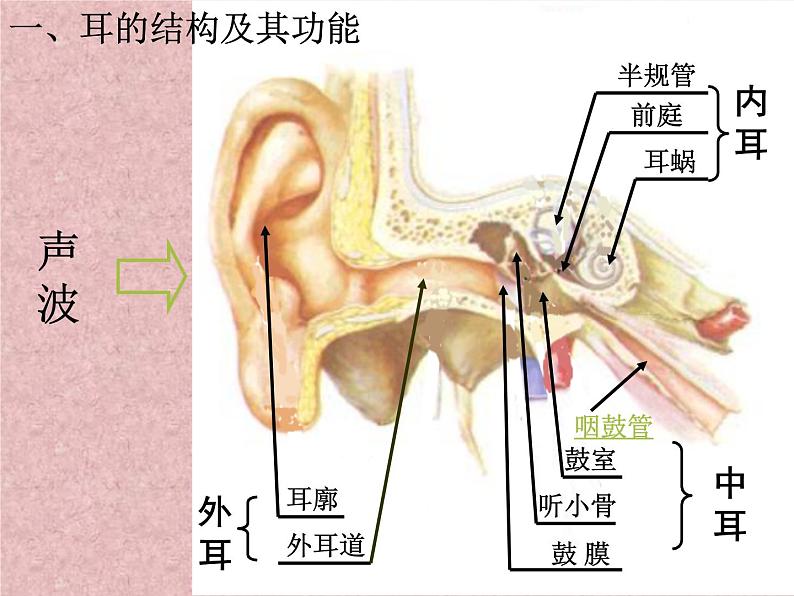 浙教版七年级下册科学 2.3耳和听觉 课件第2页