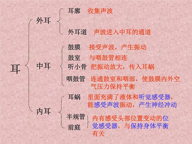 浙教版七年级下册科学 2.3耳和听觉 课件第3页