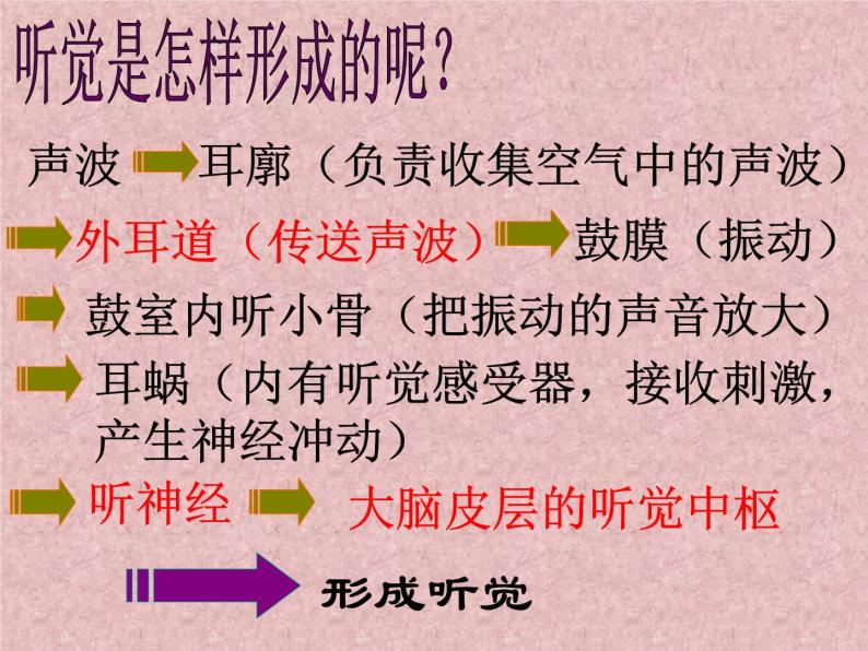 浙教版七年级下册科学 2.3耳和听觉 课件05