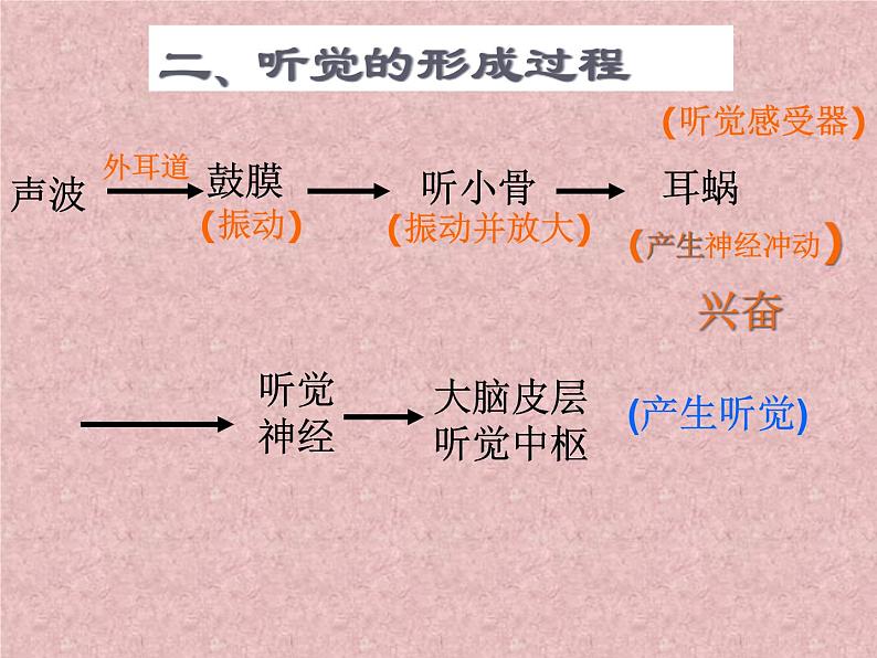 浙教版七年级下册科学 2.3耳和听觉 课件第6页