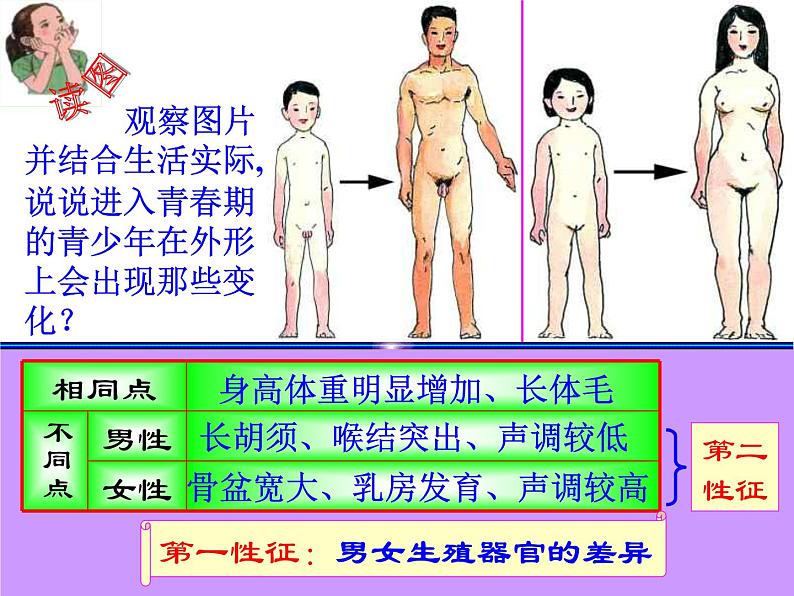 浙教版七年级下册科学 1.2走向成熟 课件第7页