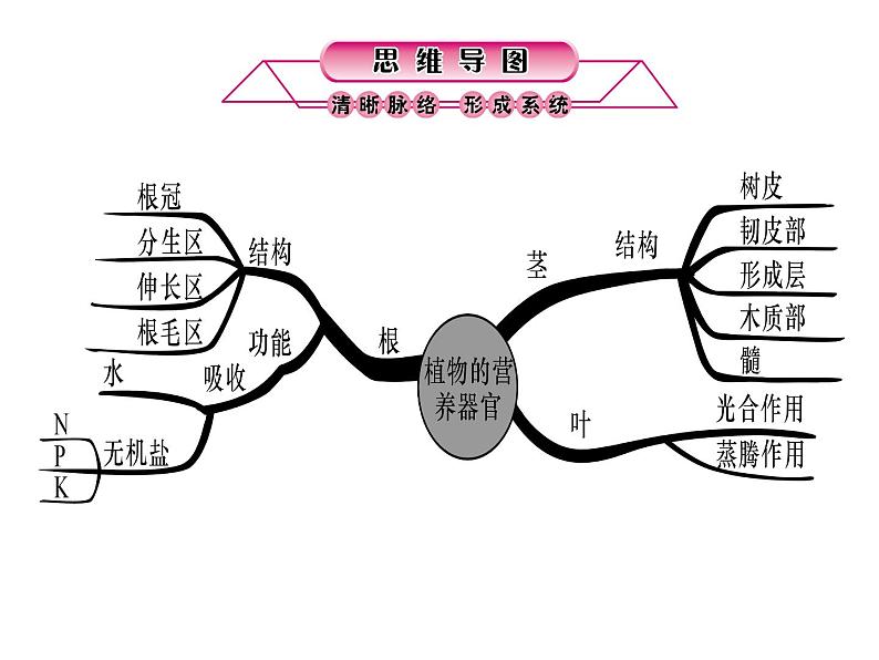 浙教版初中科学 第3课时《绿色植物的水分代谢和无机盐代谢》中考冲刺复习课件第2页