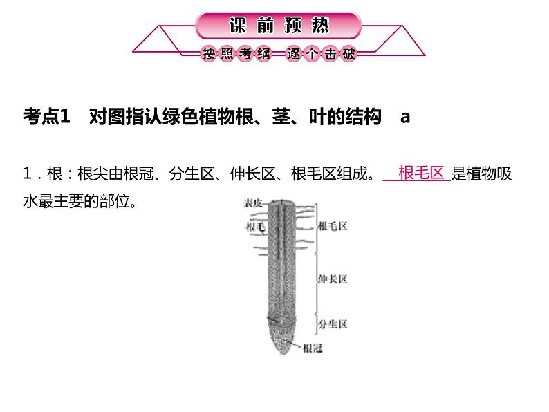 浙教版初中科学 第3课时《绿色植物的水分代谢和无机盐代谢》中考冲刺复习课件第3页