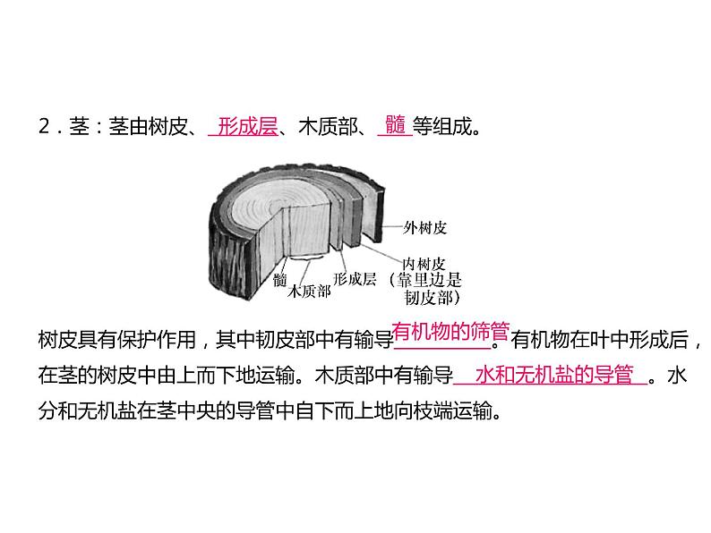 浙教版初中科学 第3课时《绿色植物的水分代谢和无机盐代谢》中考冲刺复习课件第4页