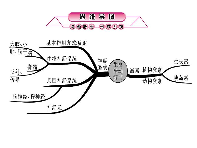 浙教版初中科学 第7课时《生命活动的调节》中考冲刺复习课件02