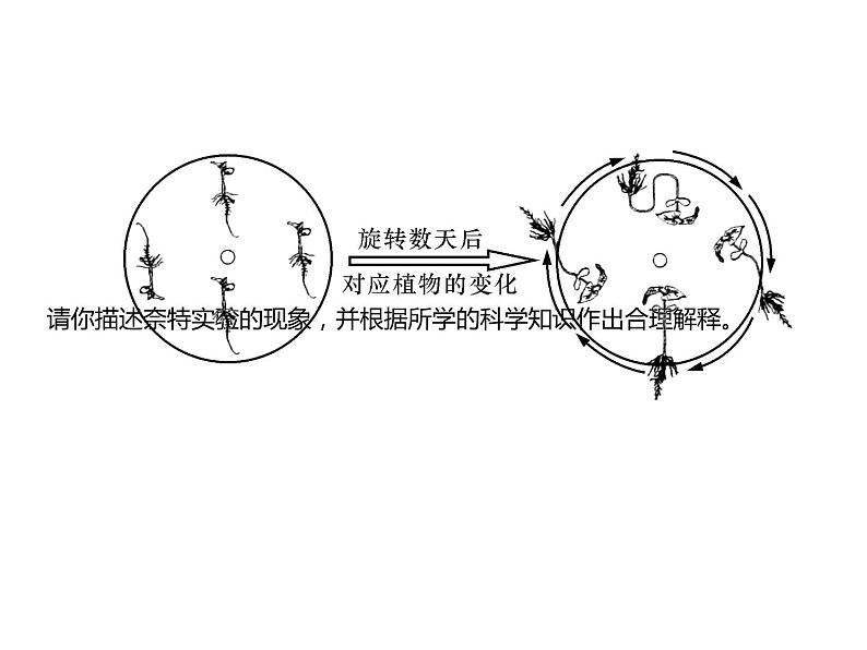 浙教版初中科学 第7课时《生命活动的调节》中考冲刺复习课件07