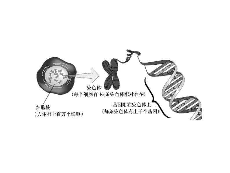 浙教版初中科学 第9课时《遗传与进化》中考冲刺复习课件06