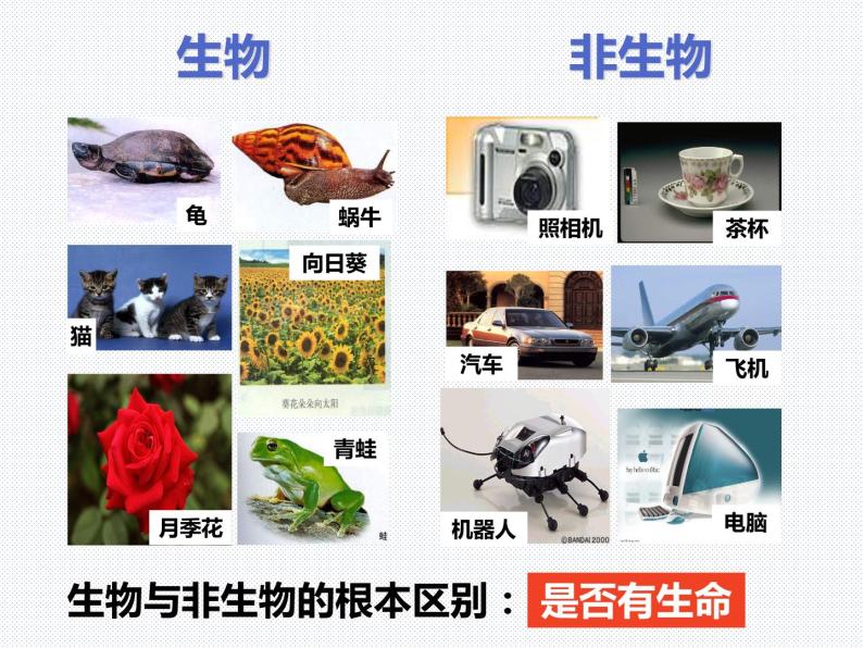 2.1 生物与非生物—浙教版七年级科学上册课件 (共31张PPT)03