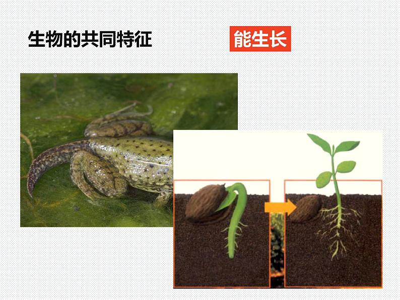 2.1 生物与非生物—浙教版七年级科学上册课件 (共31张PPT)04