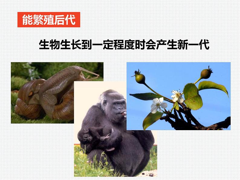 2.1 生物与非生物—浙教版七年级科学上册课件 (共31张PPT)06