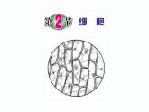 2.2 细胞 （实验）—浙教版七年级科学上册课件(共19张PPT)