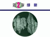 2.2 细胞（1）—浙教版七年级科学上册课件(共58张PPT)