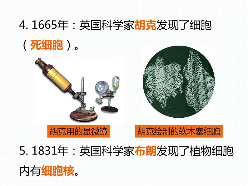 2.2 细胞（1）—浙教版七年级科学上册课件(共58张PPT)05