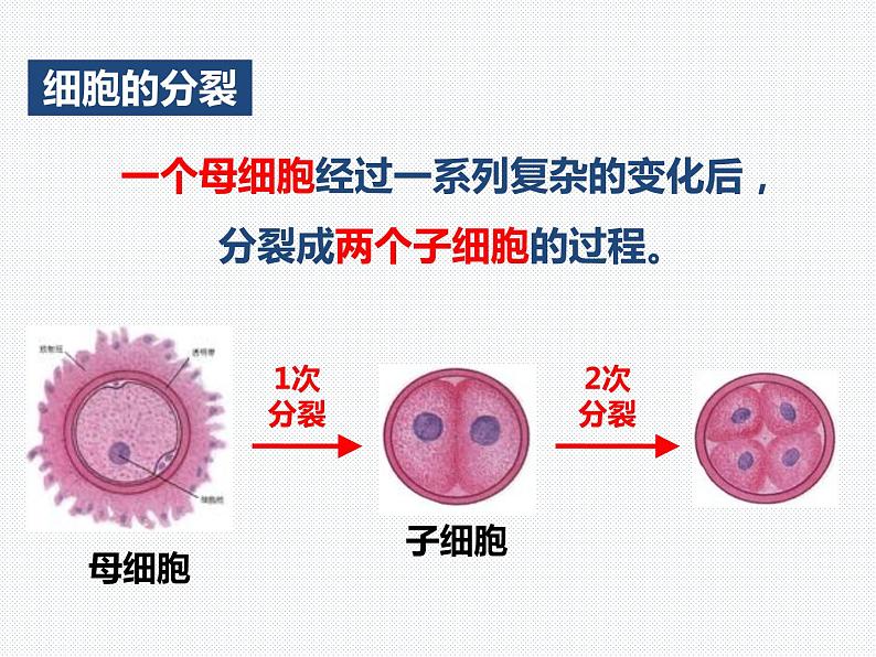 2.3 生物体的结构层次—浙教版七年级科学上册课件(共68张PPT)04