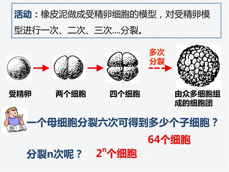 2.3 生物体的结构层次—浙教版七年级科学上册课件(共68张PPT)05