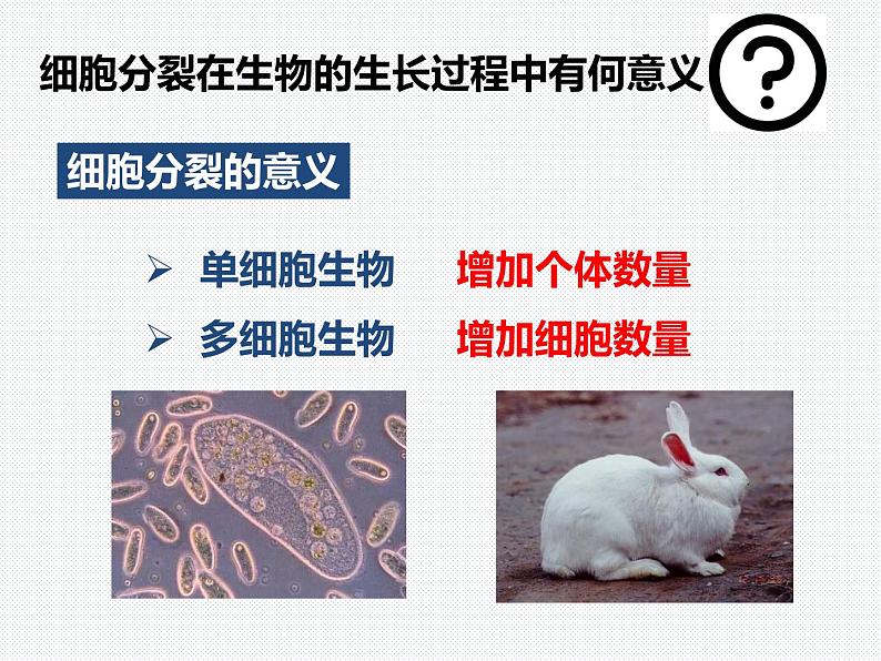 2.3 生物体的结构层次—浙教版七年级科学上册课件(共68张PPT)06