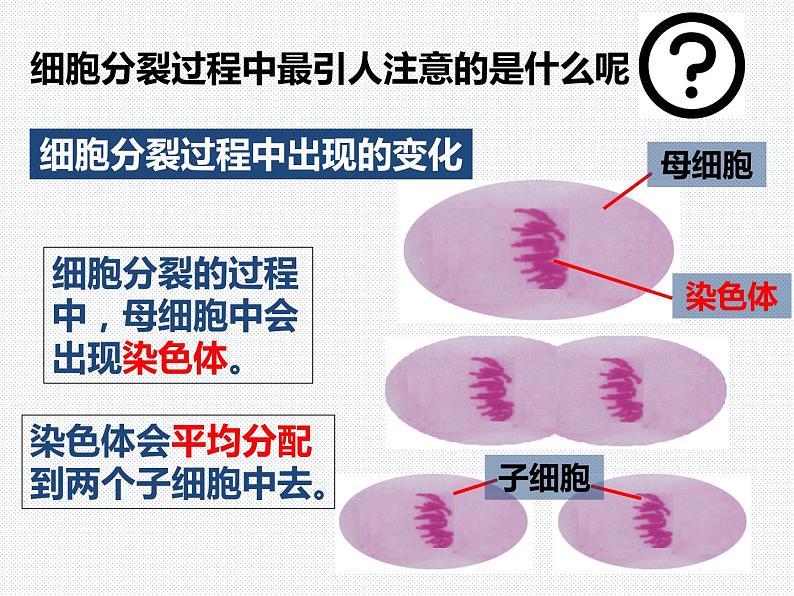 2.3 生物体的结构层次—浙教版七年级科学上册课件(共68张PPT)07