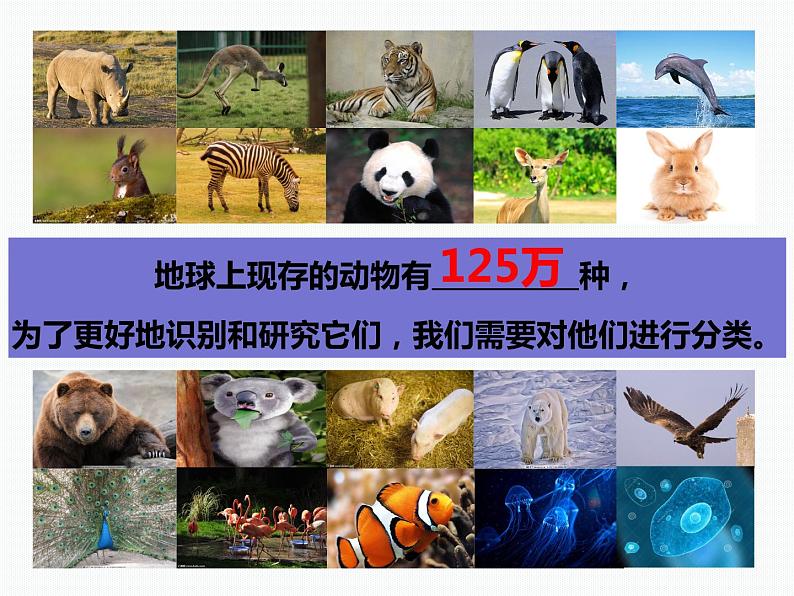 2.4 常见的动物—浙教版七年级科学上册课件(共81张PPT)03