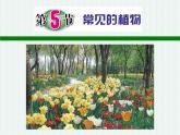 2.5 常见的植物—浙教版七年级科学上册课件(共59张PPT)
