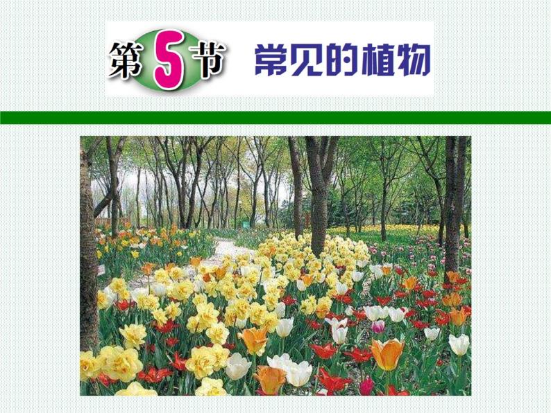 2.5 常见的植物—浙教版七年级科学上册课件(共59张PPT)02