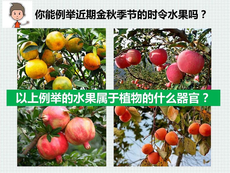 2.5 常见的植物—浙教版七年级科学上册课件(共59张PPT)03