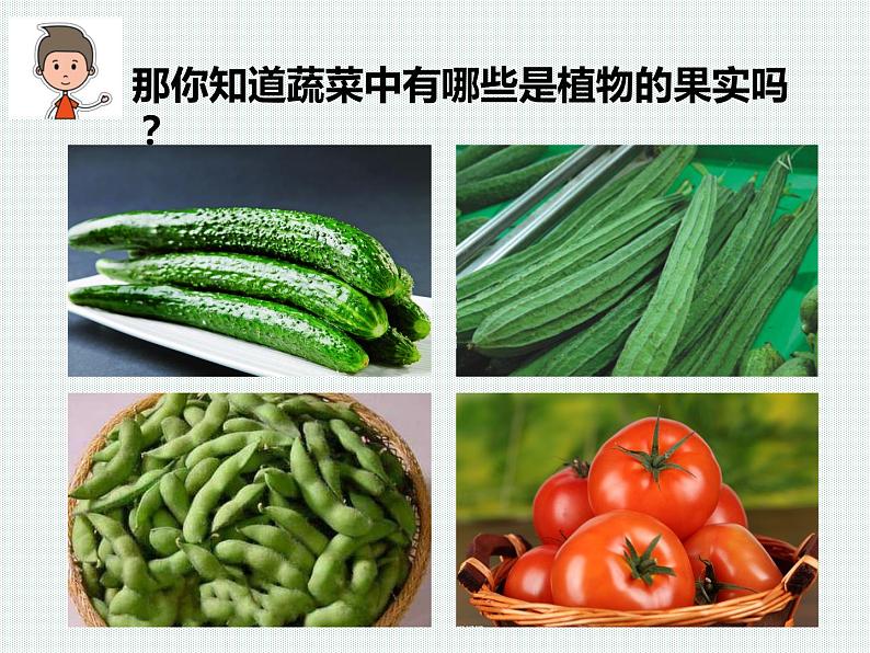 2.5 常见的植物—浙教版七年级科学上册课件(共59张PPT)04