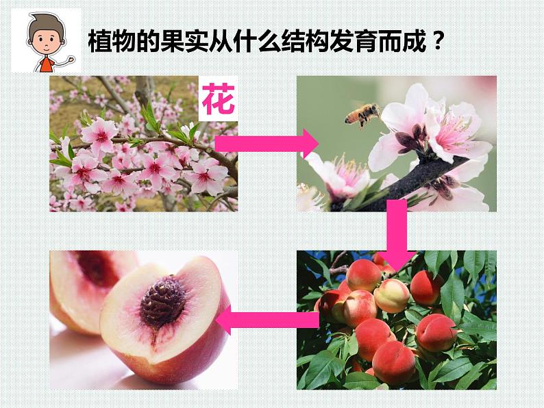 2.5 常见的植物—浙教版七年级科学上册课件(共59张PPT)05