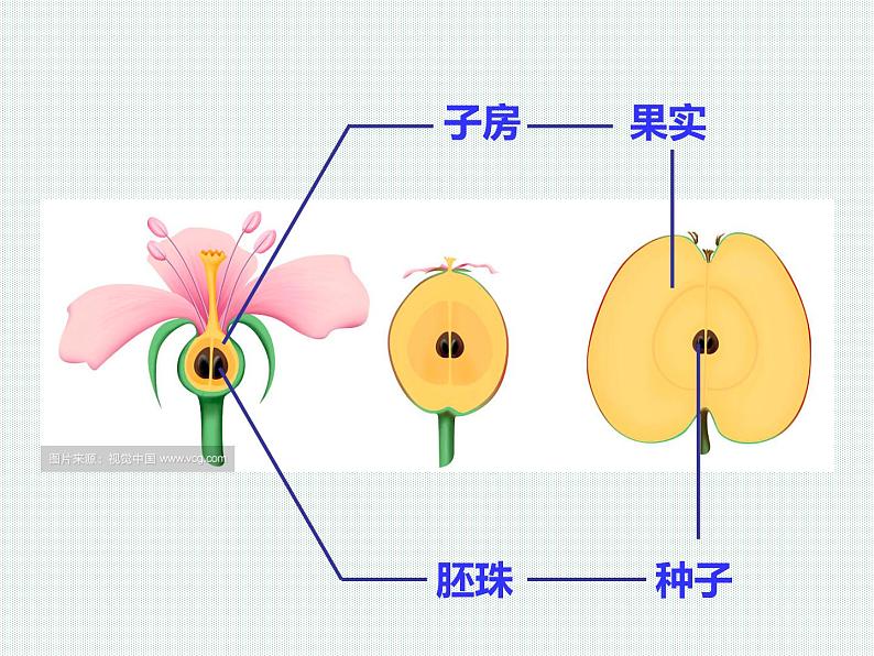 2.5 常见的植物—浙教版七年级科学上册课件(共59张PPT)06