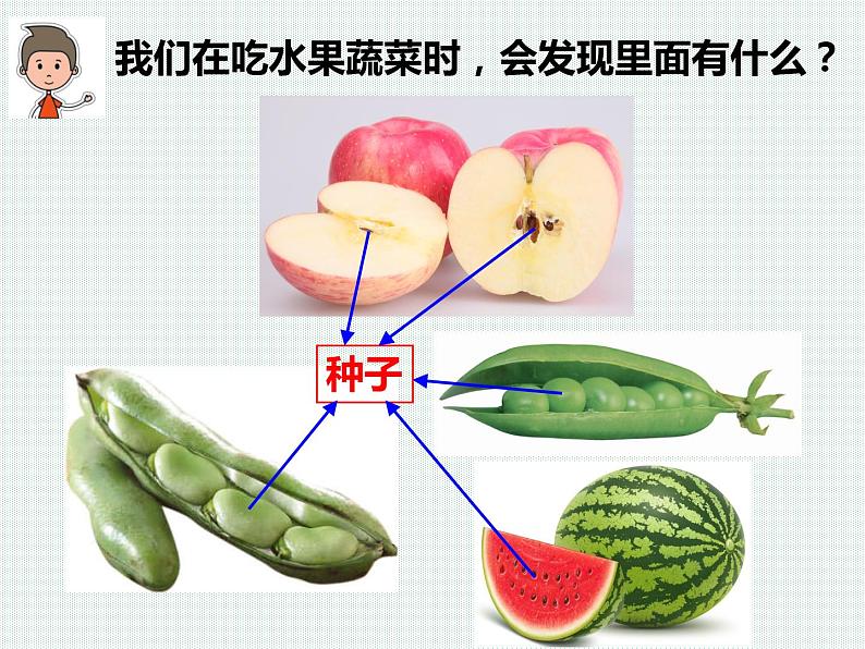 2.5 常见的植物—浙教版七年级科学上册课件(共59张PPT)07