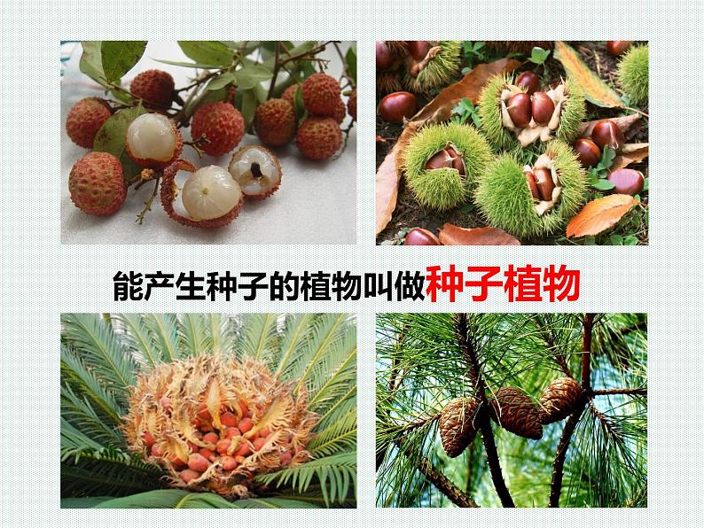 2.5 常见的植物—浙教版七年级科学上册课件(共59张PPT)08