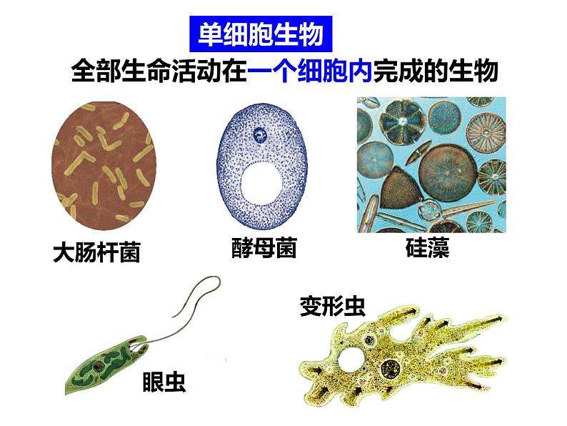 2.6 物种的多样性—浙教版七年级科学上册课件(共72张PPT)05