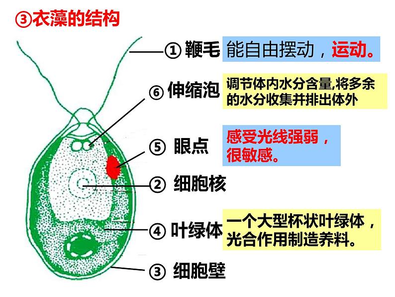 2.6 物种的多样性—浙教版七年级科学上册课件(共72张PPT)08