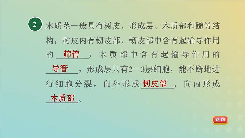 浙教版八年级科学下册第4章植物与土壤第4节植物的茎与物质运输第1课时茎的结构观察木质茎的结构习题课件04