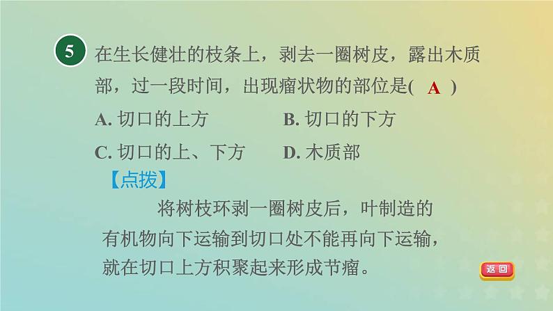 浙教版八年级科学下册第4章植物与土壤第4节植物的茎与物质运输第2课时水分和无机盐的运输有机物的运输习题课件08